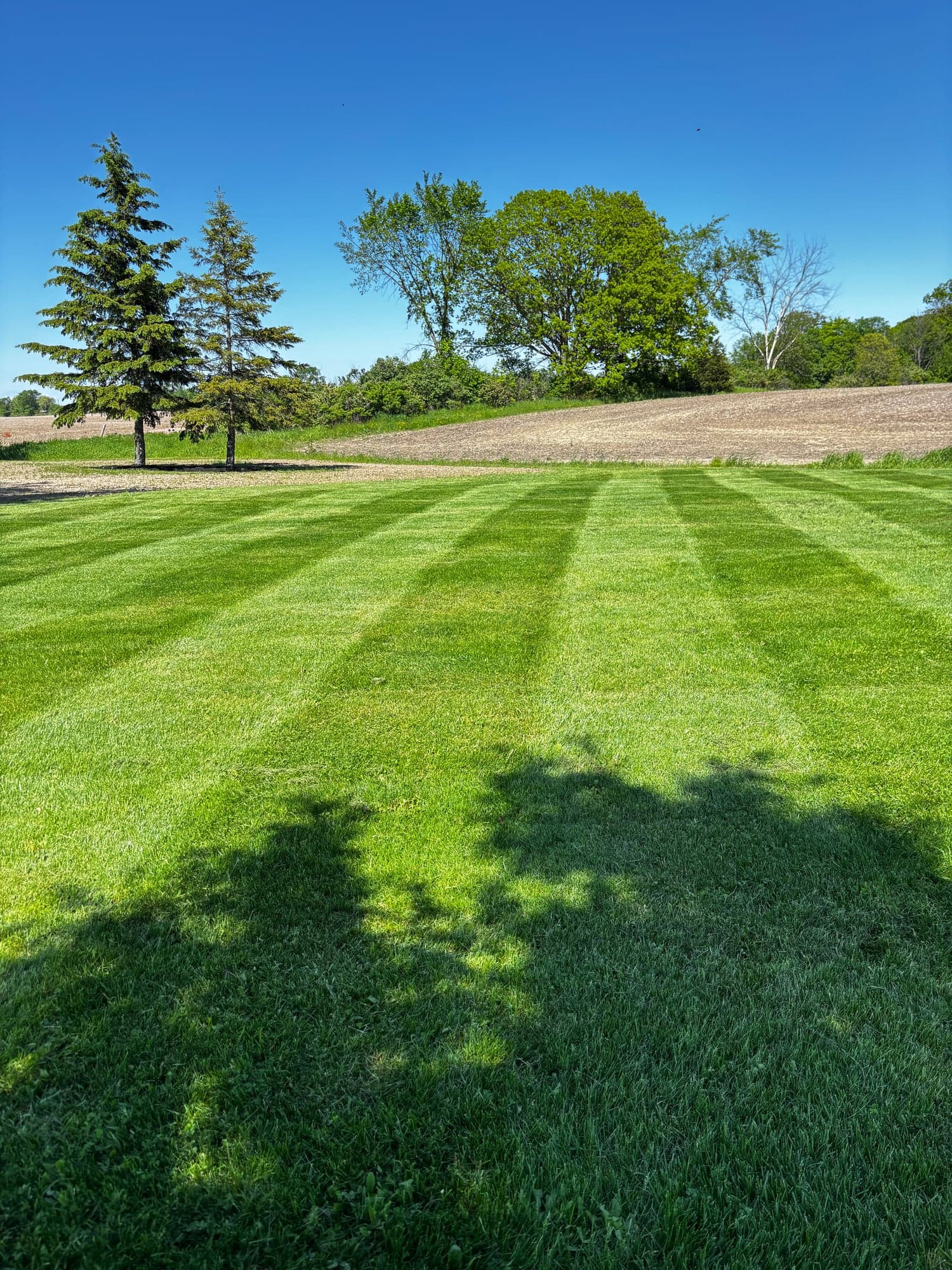 Freshly cut lawn with clean mowing stripes